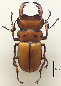 수컷 Homoderus mellyi 표본