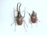 칠레사슴벌레 Chiasognathus granti ♂(좌)와 ♀(우)