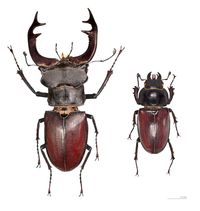 유럽넓적사슴벌레 Lucanus cervus ♂(좌)와 ♀(우)