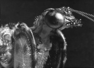 사마귀붙이과의 머리, Plega 속