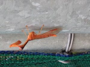 호주 시드니의 Campion sp.