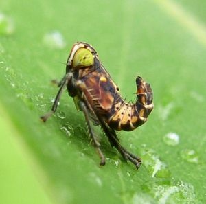 Jikradia olitoria, 약충 (매미충과)