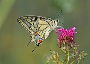 Papilio machaon gorganus