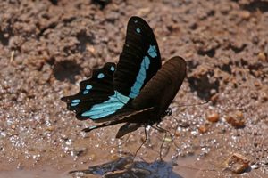 좁은 푸른 띠 호랑나비 (Papilio nireus), 우간다