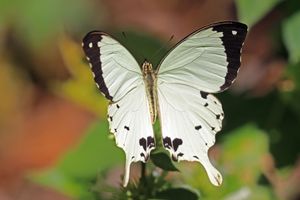 아프리카 호랑나비 (Papilio dardanus), 에티오피아