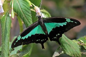 녹색 띠 호랑나비 (Papilio phorcas), 케냐