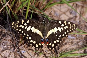 감귤 호랑나비 (Papilio demodocus), 남아프리카 공화국
