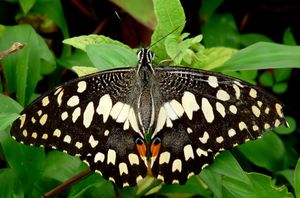 라임 나비 (Papilio demoleus), 인도