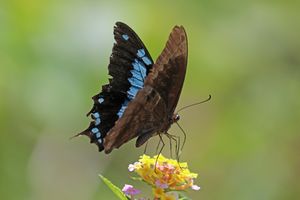 띠 푸른 호랑나비 (Papilio oribazus), 마다가스카르
