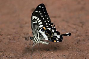 서부 황제 호랑나비 (Papilio menestheus), 가나