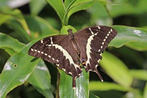 Papilio mangoura, 마다가스카르