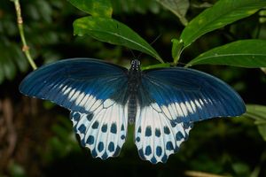 푸른 모르몬 Papilio polymnestor, 인도