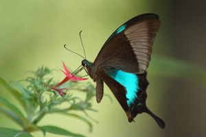 말라바르 띠 공작 (Papilio buddha)