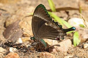 일반 띠 공작 (Papilio crino), 인도