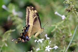바하마 호랑나비 (Papilio andraemon), 자메이카
