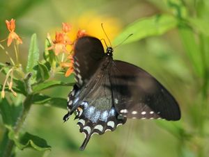 스파이스부시 호랑나비 (Papilio troilus)