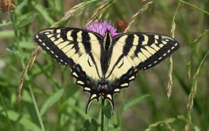 캐나다 호랑나비 (Papilio canadensis), 캐나다