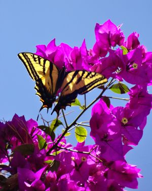 두 꼬리 호랑나비 (Papilio multicaudata), 멕시코