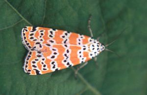 호랑나비(Utetheisa ornatrix) 암컷은 더 많은 페로몬을 생산하는 수컷을 선택한다.