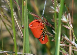 해충 관리를 위해 사용되는 페로몬 함정.