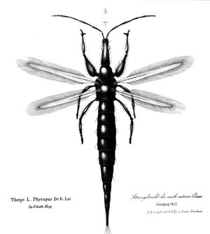 전형적인 관총상목(Tubulifera)의 총채벌레: 깃털 모양의 날개는 다른 대부분의 곤충의 선두 날개 와류 비행에는 적합하지 않지만, 박수치기 비행을 지원한다.