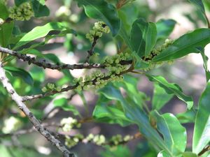 호주 열대 우림 관목인 Myrsine (Rapanea) howittiana는 Thrips setipennis에 의해 수분된다.