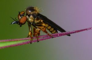 총채벌레를 잡아먹는 풀파리