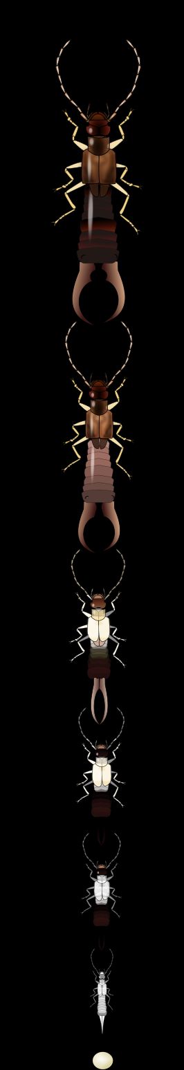 수컷 집게벌레의 알에서부터 각 탈피까지의 생활 주기와 발달 과정