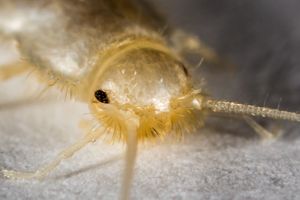 눈이 12개의 줄기로 구성된 머리 부분의 확대된 모습.