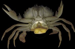 사쿨리나 카르시니 (강조 표시)가 게 리오카르시누스 홀사투스에 기생하는 모습.