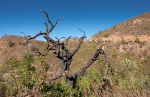 여름철 알가르브 내륙 지역의 가뭄과 매우 높은 기온은 종종 산불로 이어진다.