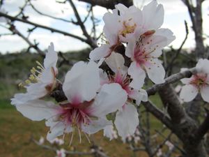 알가르브의 아몬드 꽃