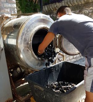 코토르만, 몬테네그로의 홍합 양식장에서 홍합을 손질하는 모습