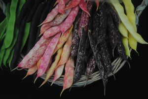 왼쪽부터: 'The Hunter', 'Cosse Violette', 'Rob Roy', 'Rob Splashed', 'Kingston Gold' 품종의 덩굴강낭콩