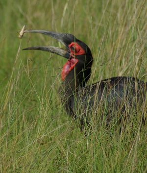 메뚜기를 삼키려고 하는 Southern Ground-hornbill (목이 파란 빛깔을 띠면 암컷임)