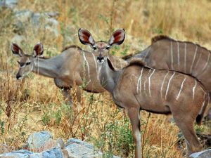 탄자니아 루아하 국립공원에 있는 큰쿠두 무리