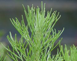 Artemisia californica (캘리포니아 세이지브러시) 잎