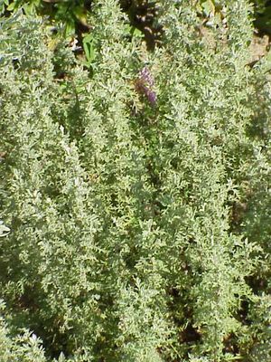 Artemisia pontica (로마 쑥)