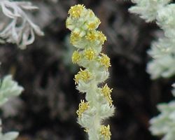Artemisia pycnocephala (해변 세이지워트) 꽃