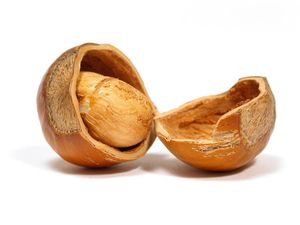 식용 씨앗이 보이는 금이 간 개암 껍질