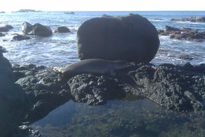 오아후섬 북부 해안 와이메아만 근처에서 관찰된 하와이몽크물범