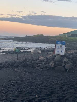 2023년 7월 푸날루 블랙 샌즈 해변에서 휴식을 취하는 하와이몽크물범