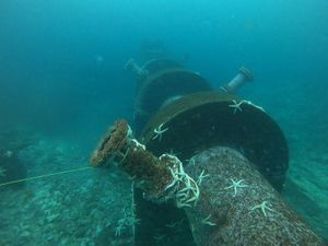 주변 해양 생물과 함께 칠레의 해양 염수 배출