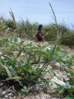 풀의 일반적인 모습.