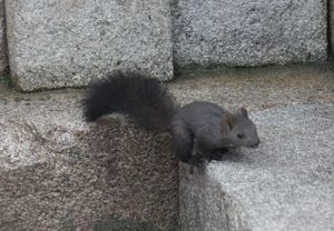 대한민국의 S. v. mantchuricus