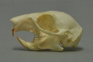 붉은 다람쥐의 두개골