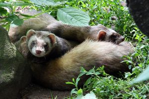 스웨덴에 있는 족제비 무리