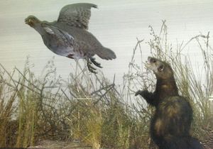 흔한 족제비가 회색 꿩을 공격하는 모습, 불가리아 국립 자연사 박물관 전시