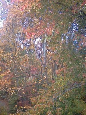 가을에 낙엽수의 잎 색깔 변화