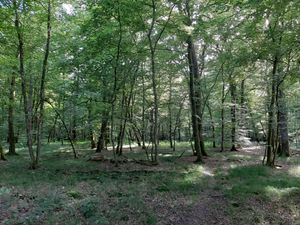 온대 낙엽수림의 수관 틈새와 식생 층